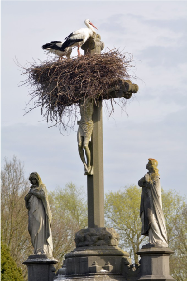 De doornekroon te Muizen