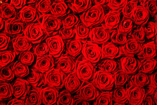 Roseshutterstock 127002347 LR