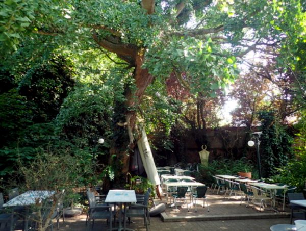 Gingko biloba in de Blauwe Schuit te Leuven