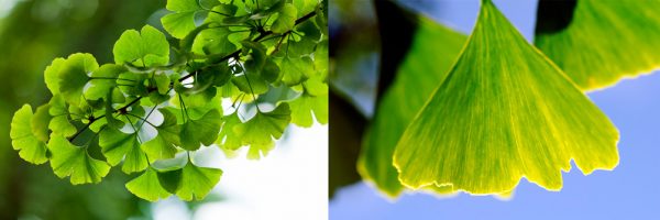 Ginkgo Biloba Blad