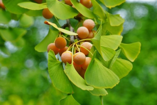 Ginkgo Biloba vruchten